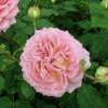 Rosa Jubilee Celebration RADICE NUDA