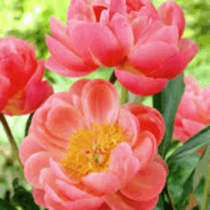 Paeonia ‘Coral Charm’