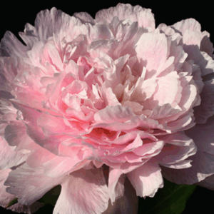 Paeonia ‘Pecher’