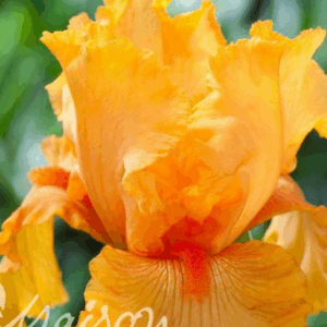 Iris barbata ‘Flaming Orange’