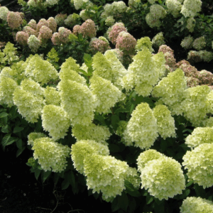 Hydrangea paniculata ‘Candlelight’