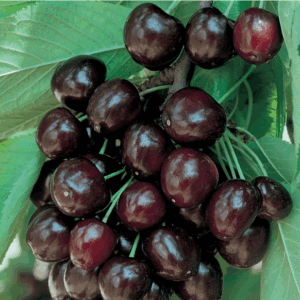 Ciliegio Mora di Cazzano