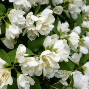 Philadelphus 'Manteau d'Ermine'