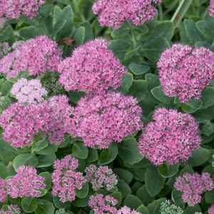 Sedum spectabile 'Rosenteller'