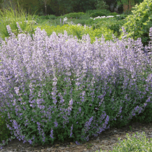 Nepeta faassenii 'Pool Bank'