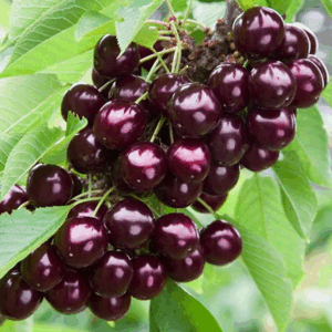 Ciliegio Mora di Vignola