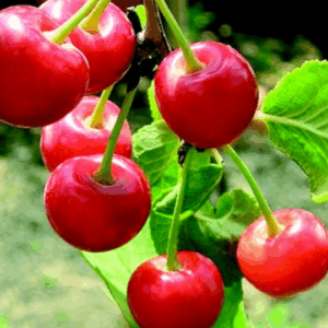 Ciliegio Acido Marasca del Savena