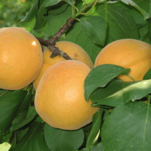 Albicocco Portici