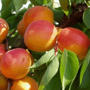 Albicocco Bella d'Imola