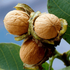 Noce Di Sorrento RADICE NUDA