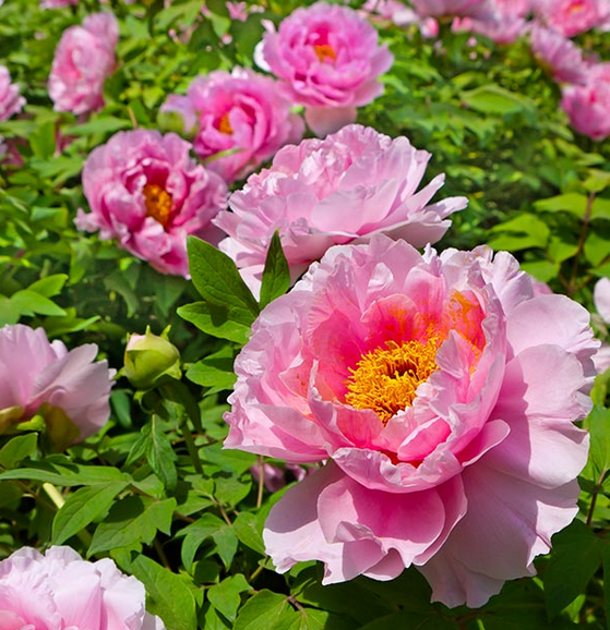 Peonia suffruticosa rosa intenso - Flora 2000 — Vivaio Online Bologna