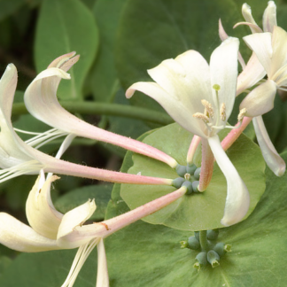 Lonicera caprifolium ( caprifoglio ) - Image 4