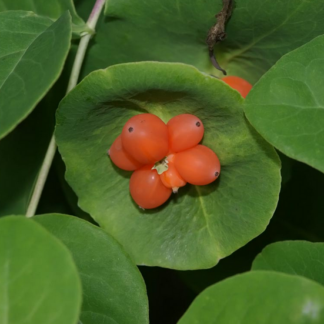 Lonicera caprifolium ( caprifoglio ) - Image 2