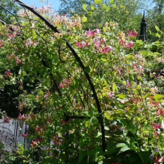 Lonicera caprifolium ( caprifoglio ) - Image 3