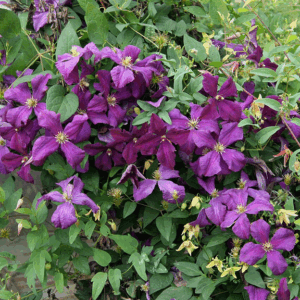 Clematis viticella ‘Polish Spirit’