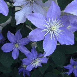Clematis ‘Justa’