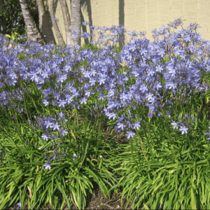Agapanthus 'Blue Storm'