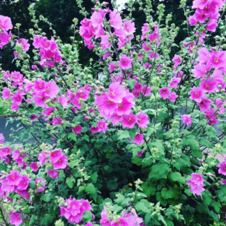 Lavatera 'Bredon Springs' - Image 4