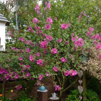 Lavatera 'Bredon Springs' - Image 3