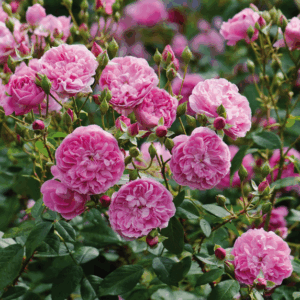 Rosa Harlow Carr RADICE NUDA