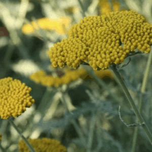 Achillea fill. 'Cloth of Gold'
