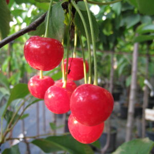 Ciliegio Acido Amarena di Montmorency