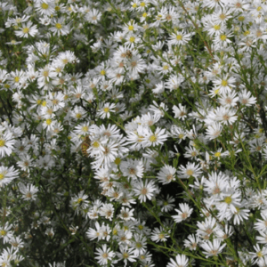 Aster 'Monte Cassino'