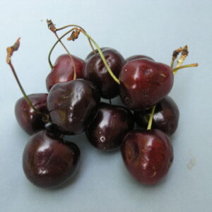 Ciliegio Durone di Vignola III