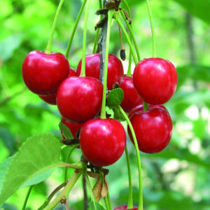 Ciliegio Acido Visciola Nera RADICE NUDA