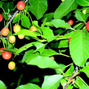 Ciliegio Amarena di Castelvetro