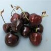 Ciliegio Dolce Durone di Vignola III