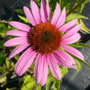 Echinacea ‘Fatal Attraction’