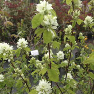Amelanchier Lamarckii
