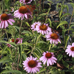 Echinacea purpurea ‘Magnus’