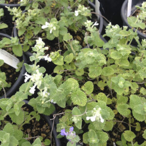 Nepeta faassenii 'Snowflake'