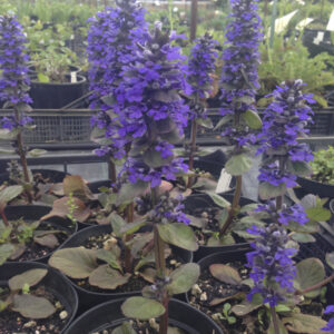 Ajuga reptans 'Catlin's Giant'