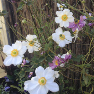 Anemone 'Honorine Jobert'
