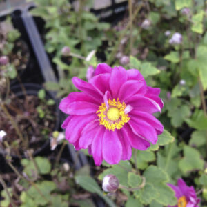 Anemone hyb. 'Pamina'