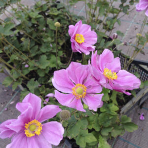 Anemone hyb. 'Serenade'