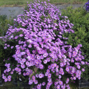 Aster 'Herbstgruss von Bresserhof'