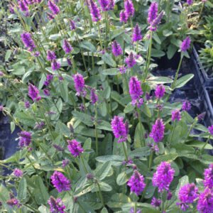 Stachys monieri