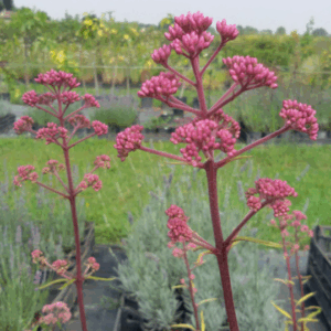 Eupatorium maculatum ‘Atropurpureum’