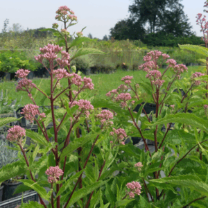 Eupatorium maculatum ‘Purple Bush’
