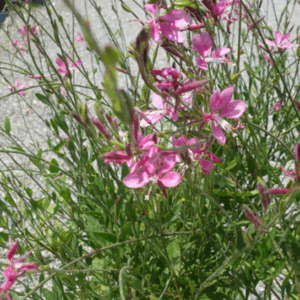 Gaura Lindheimeri ‘Lollipop Pink’