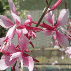 Gaura Lindheimeri ‘Siskiyou Pink’