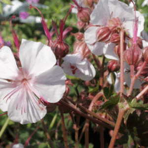 Geranium cantabridgensis ‘Biokovo’