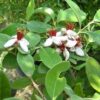 Guaiabo del Brasile (Feijoa sellowiana)