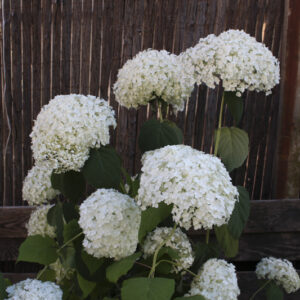 Hydrangea arborescens ‘Annabelle’