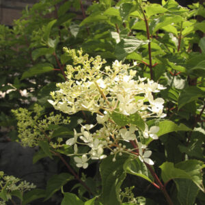 Hydrangea paniculata ‘Phantom’