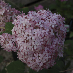 Hydrangea arborescens ‘Pink Annabelle’ (Invincibelle)